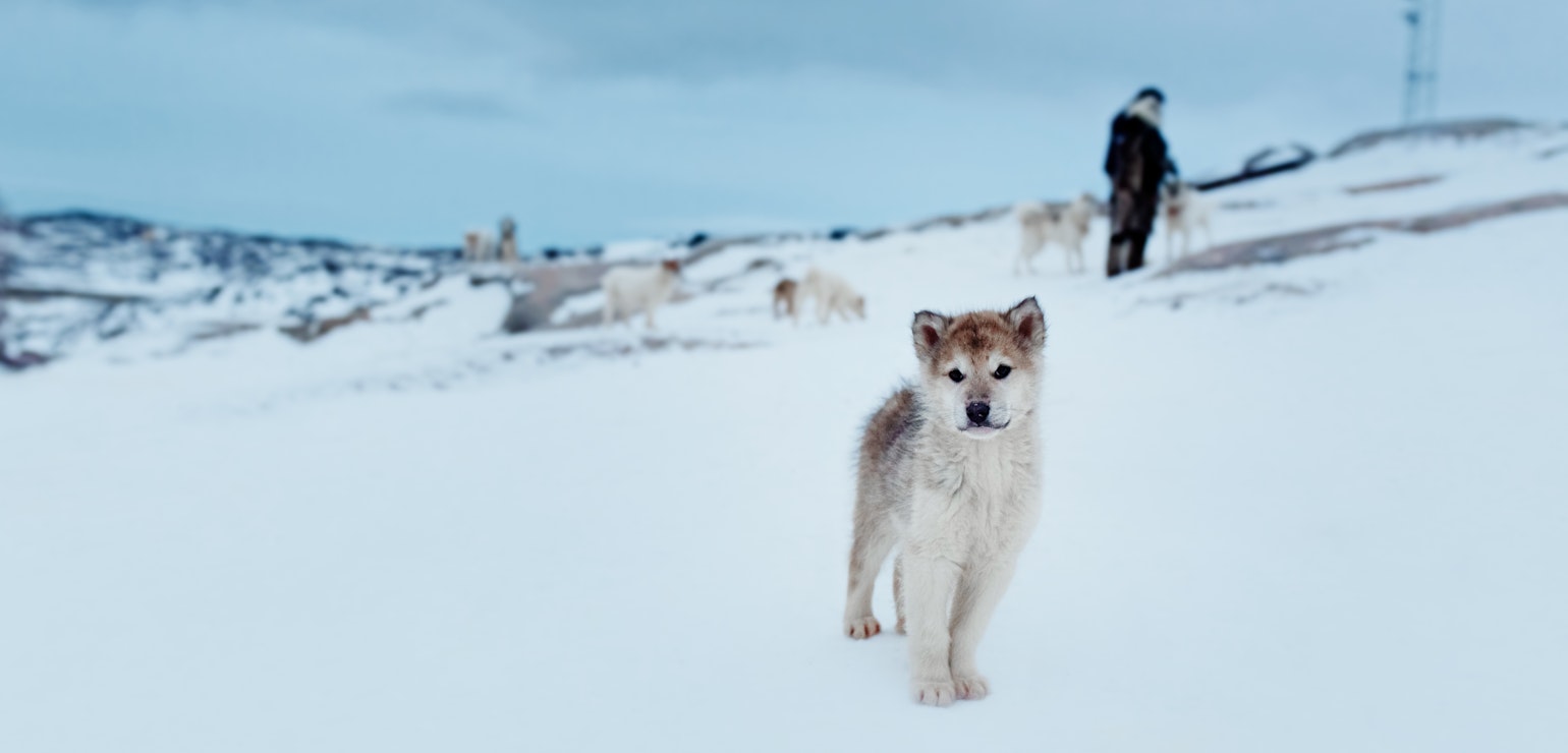 Hondensledetocht.  Photo by Rebecca Gustafsson - Visit Greenland