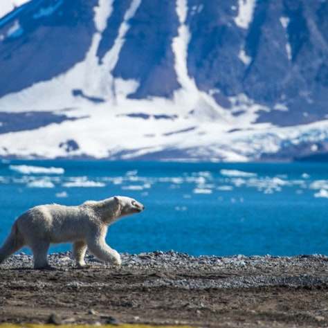 IJsbeer Spitsbergen