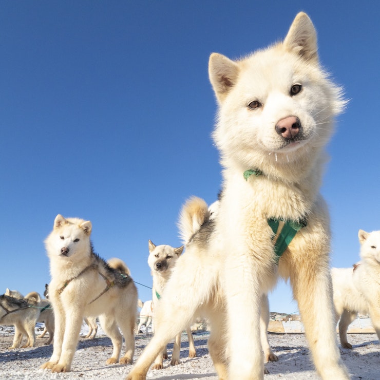 Hondensledetocht. Photo by Lisa Michele Burns - Visit Greenland