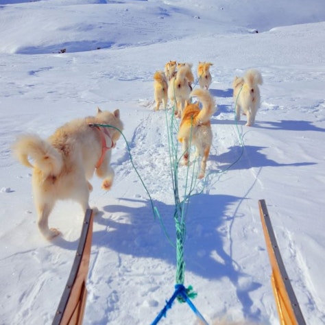 Hondensledetocht Groenland
