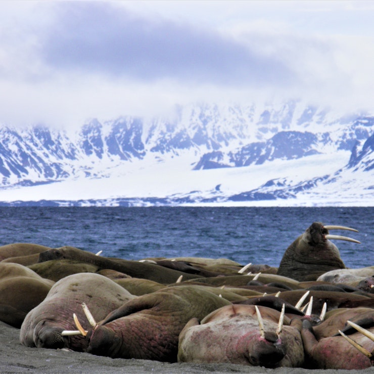 Walrus kolonie