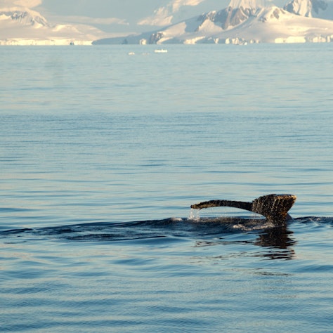 Walvis Antarctica, reis naar Antarctica