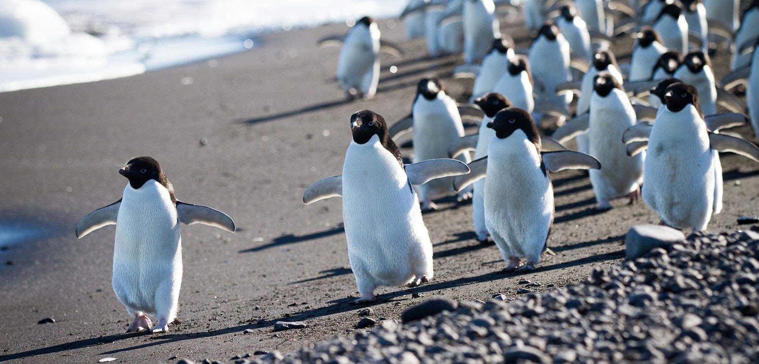 Pinguïns