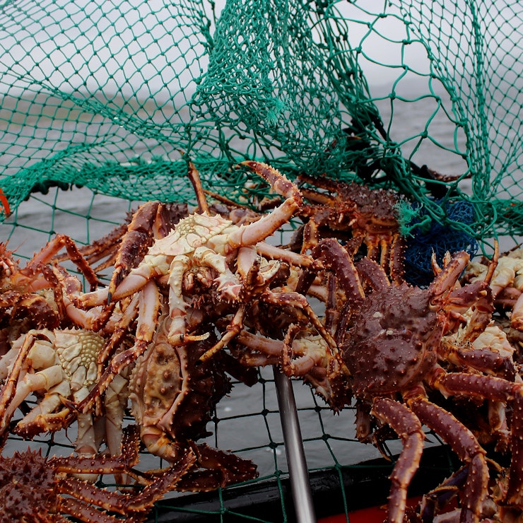 Krabben in Kirkenes, Noorwegen
